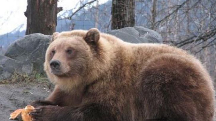 ÎNTÂMPINAREA DOMNULUI. Ziua în care se prognozează vremea, în funcţie de comportamentul ursului 