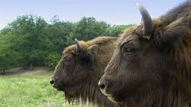 "URIAŞII EUROPEI" se întorc în LIBERTATE după TREI SECOLE de când au fost vânate ultimele exemplare 