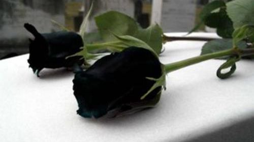 SCANDAL pe tema morţii unui politician în judeţul Timiş