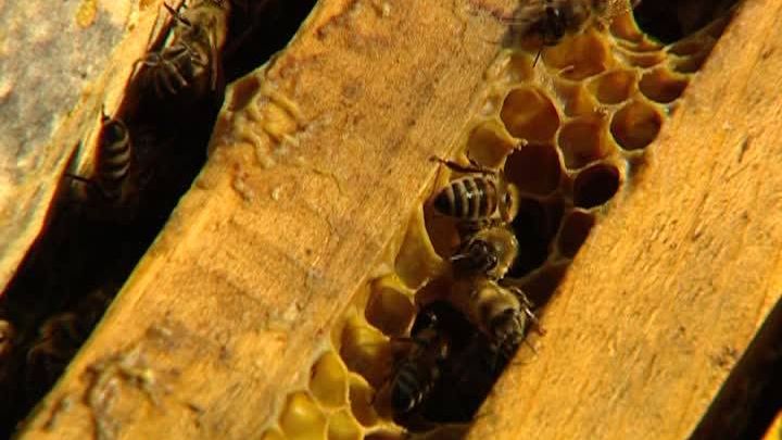 REPORTERII REALITĂŢII. "Aurul" uitat al României