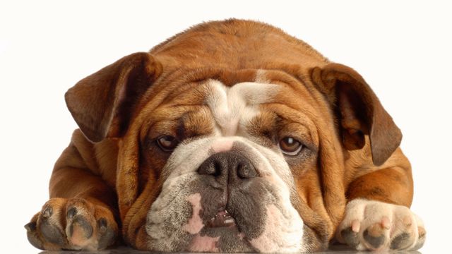 Oraşul în care vor fi INTERZISE OPERAŢIILE ESTETICE la câini și pisici