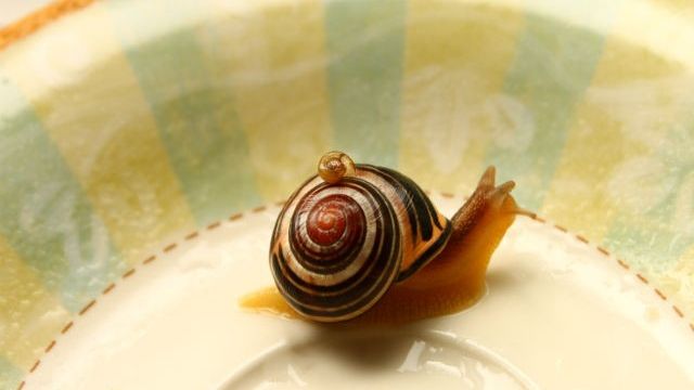 Veninul unei specii de melci marini, un analgezic mai puternic decât morfina 