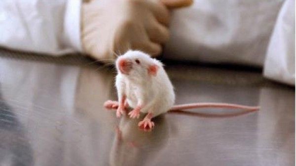 Cameră: Uciderea animalelor în scop ştiinţific, doar prin provocarea celui mai mic nivel de durere