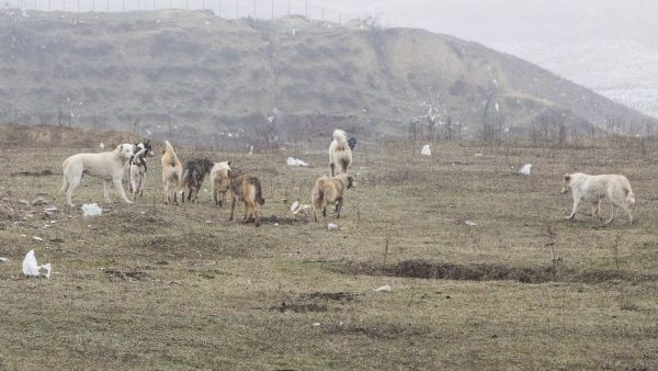 Un OM DE AFACERI, despre ORORILE prin care trece din cauza MAIDANEZILOR: "M-AM SĂTURAT"