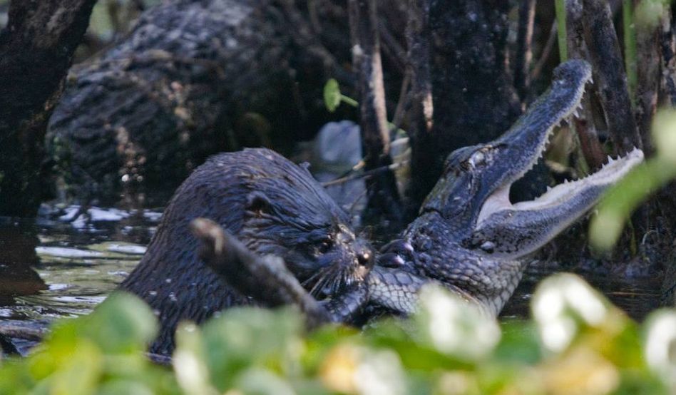 Imagini uluitoare care surprind momentul în care O VIDRĂ ATACĂ ŞI MĂNÂNCĂ UN ALIGATOR 