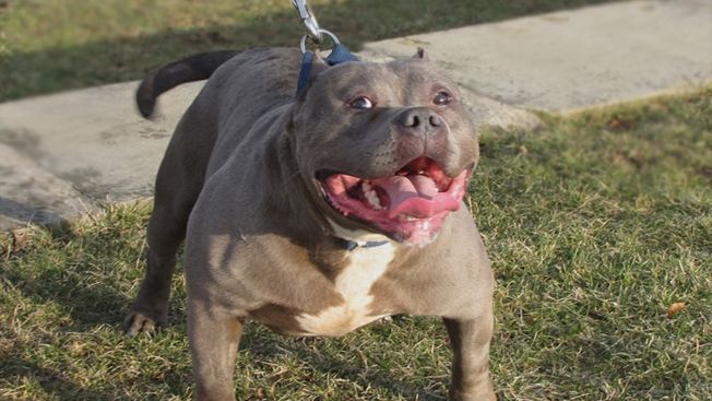 Constănțenii, terorizați de un pitbull:Am văzut cum sfârteca o pisică gestantă și săreau puii din ea