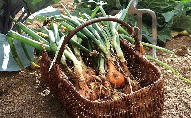 CEAPA stopează înmulţirea celulelor canceroase