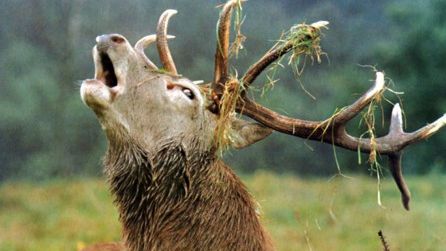 Războiul Rece continuă. Cerbii din Cehia nu se încumetă nici azi să treacă de Cortina de Fier