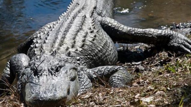 Descoperire EPOCALĂ legată de CROCODILI. Viitorul omenirii depinde de ASTA