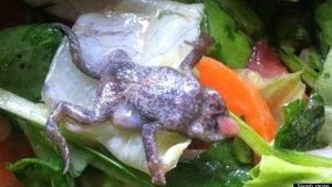 Cele mai ORIBILE lucruri descoperite în ALIMENTE