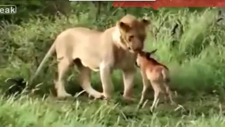 Leul şi puiul de antilopă. Scenă uluitoare urmărită de turişti într-o rezervaţie