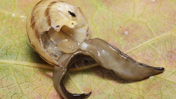 O specie descoperită în premieră în Europa produce îngrijorare în Franţa 