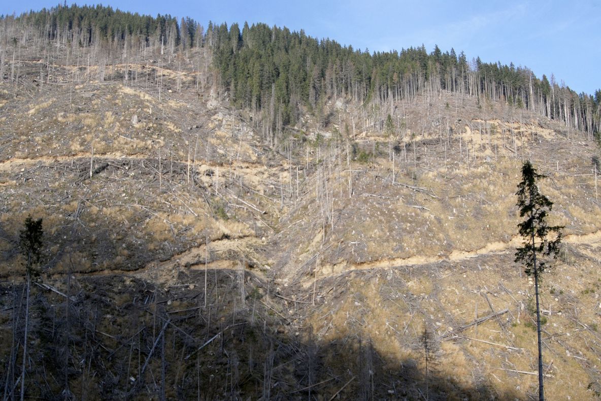 TRANSILVANIA FURATĂ – SERIE NOUĂ. UNDE DISPAR PĂDURILE 