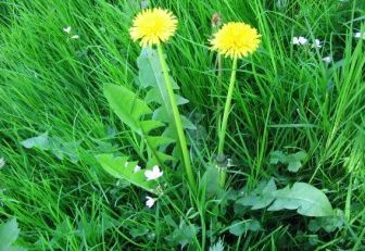 PĂPĂDIA, cel mai puternic detoxifiant natural