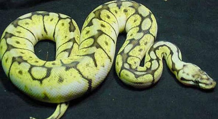 Descoperire FABULOASĂ despre ŞERPII URIAŞI. O să-i vezi cu alţi ochi de-acum