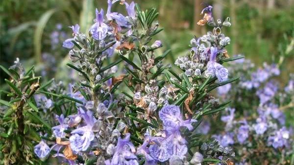 6 plante aromatice vindecătoare ce trebuie să fie în orice bucătărie