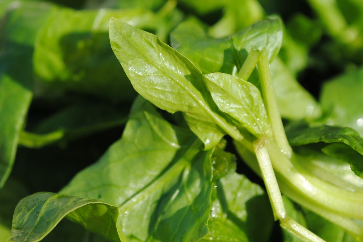 O pulbere extrasă din spanac atenuează senzaţia de foame