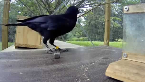 Ciorile au nivelul de inteligenţă al unui copil de 7 ani. Ce sunt în stare să facă