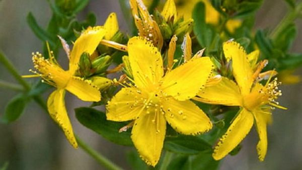 Cum să scapi de depresie fără medicamente. Iată ce plantă este benefică