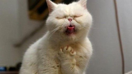 Avertisment! Pisicile pot îmbolnăvi oamenii de tuberculoză