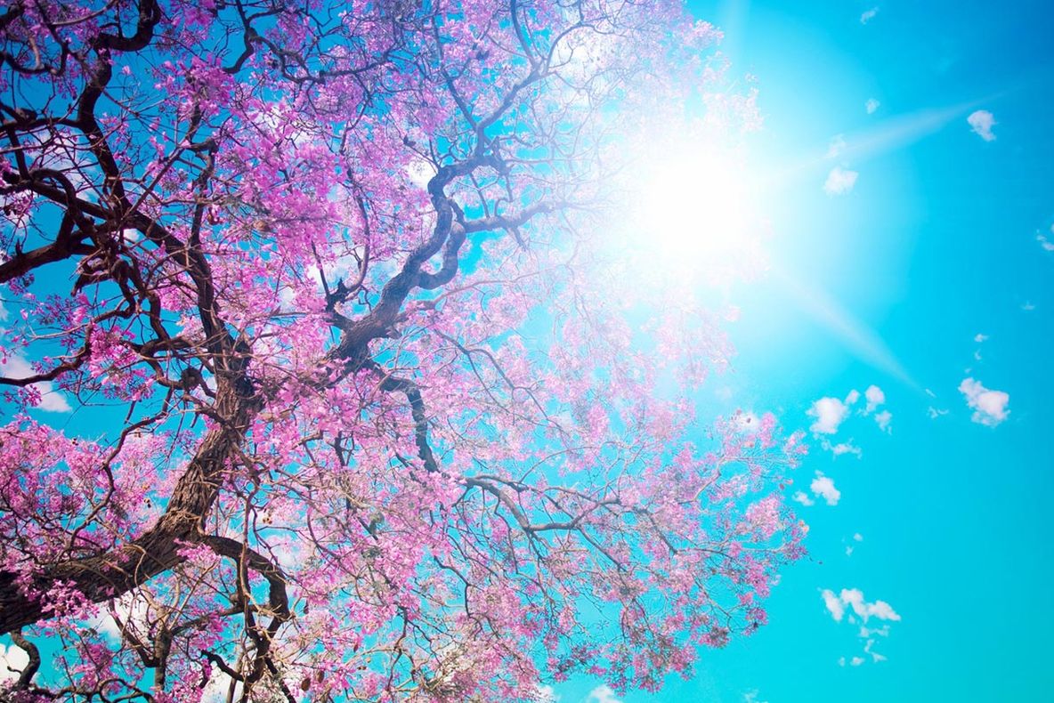 ECHINOCŢIUL DE PRIMĂVARĂ. GOOGLE marchează începutul primăverii astronomice