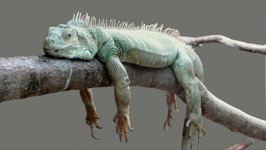 Două românce au fost condamnate în Marea Britanie pentru trafic de animale