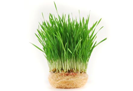 Uleiul de germeni de grâu: proprietăţi şi beneficii