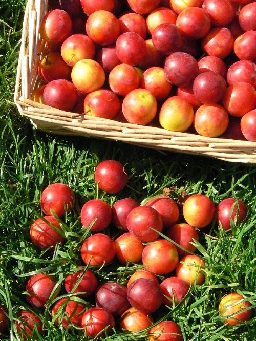 UIMITOR. De ce sunt bune corcodușele?