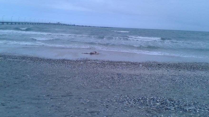 Sfârşit cutremurător pentru un tânăr care a văzut marea pentru prima dată și s-a aruncat în valuri 