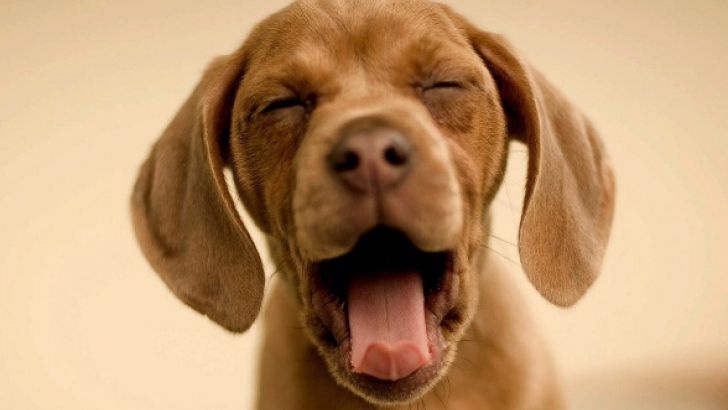 POLIŢIA ANIMALELOR, în proiect la ANSVSA. Ce ar urma să facă