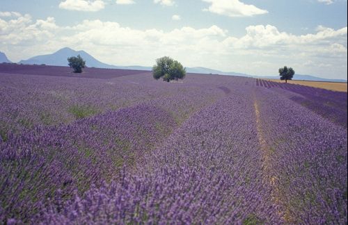 9 utilizări ale lavandei