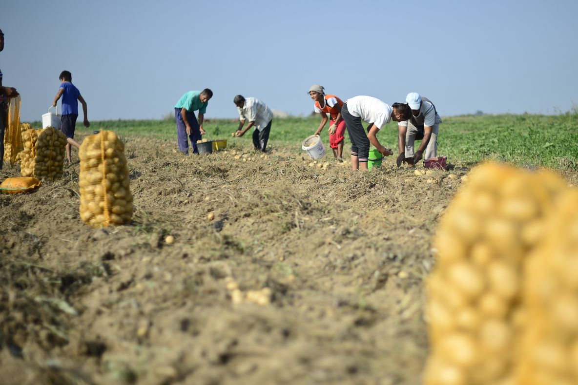 România, țara care va rămâne fără producție internă de cartofi
