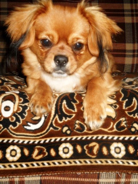 O minunăție de cățel cântă senzațional