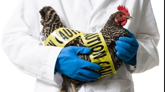 ALERTĂ DE GRIPĂ AVIARĂ: peste 100.000 de păsări, sacrificate