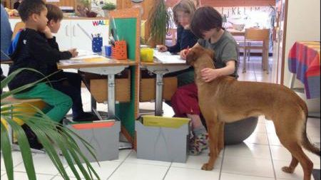 CÂINI special DRESAŢI, folosiţi în şcolile din Elveţia, pentru a aduce LINIŞTE în clasă