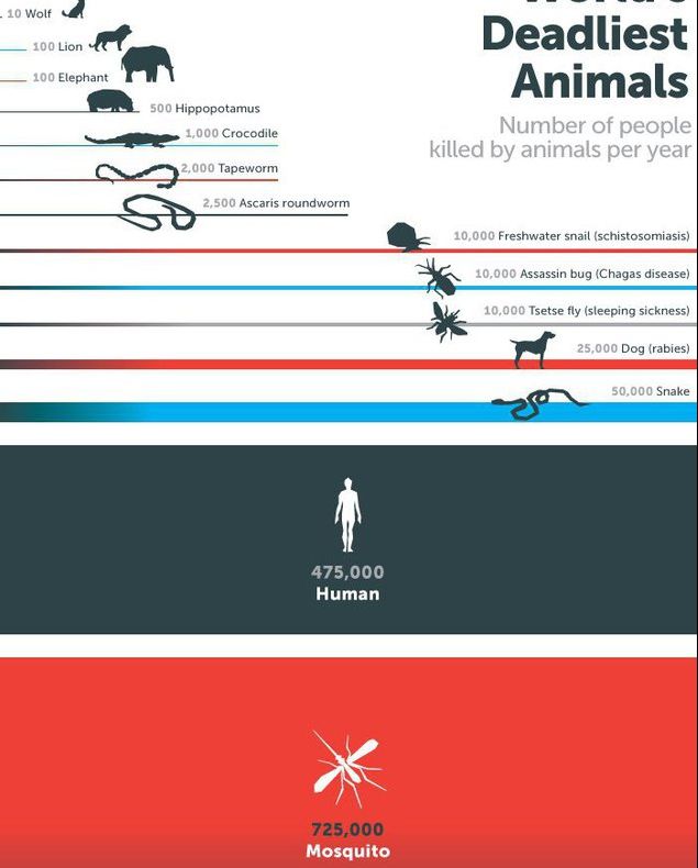 Cea mai periculoasă specie din lume. Ucide în fiecare an sute de mii de oameni