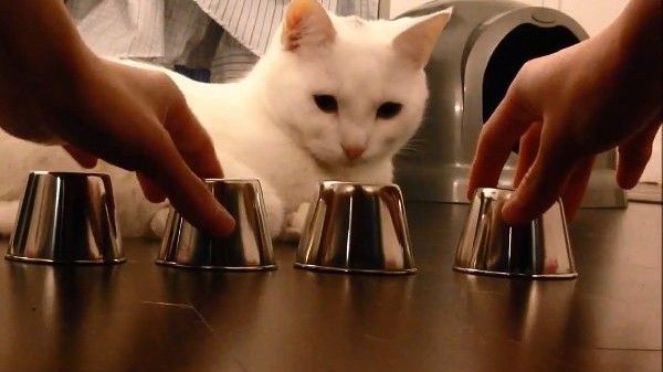 KIDO, cea mai desteapta pisica din lume! Un clip video INCREDIBIL