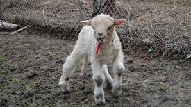 PAŞTE 2014. DR. MENCI: "Mielul mic nu este sănătos! Condimentaţi cu ierburi menţionate în Biblie"