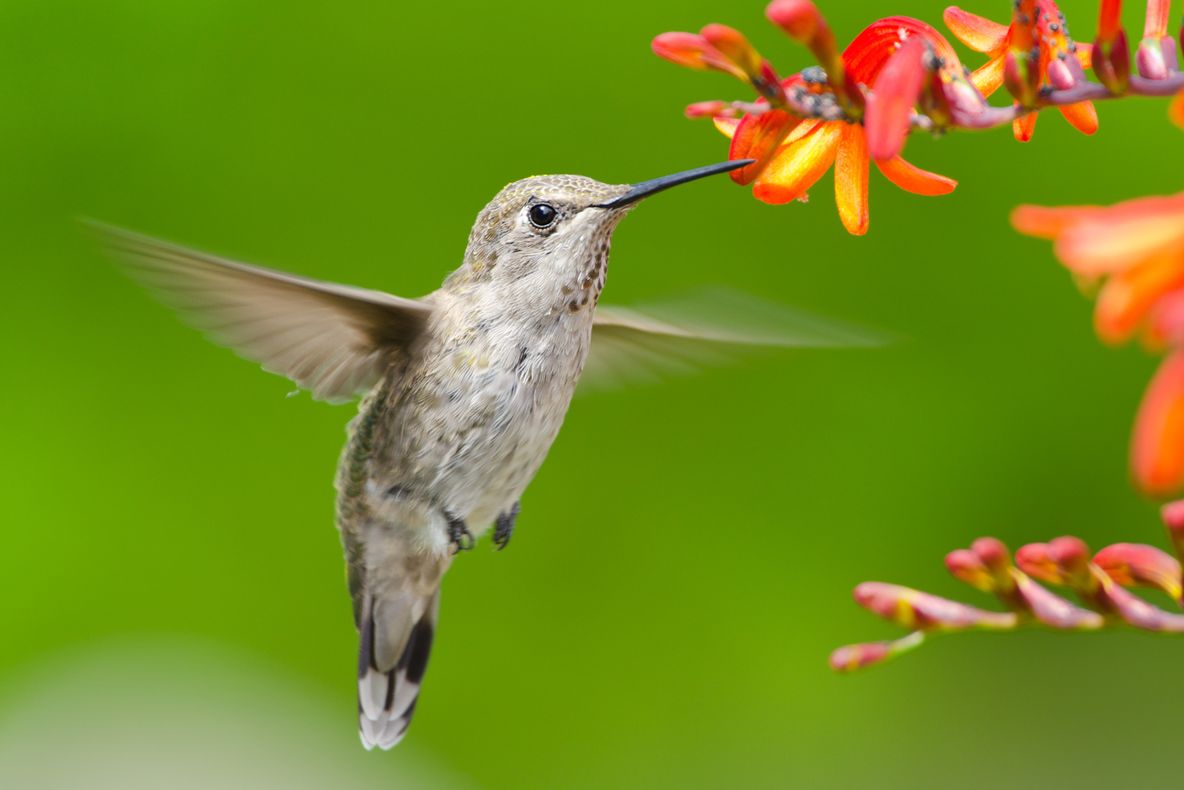 PASAREA COLIBRI, celebrată de ZIUA PAMANTULUI de GOOGLE cu un loc special. Ce este PASAREA COLIBRI
