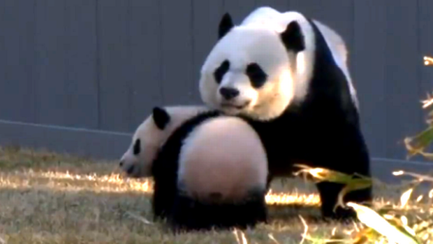 Un pui de urs panda a făcut furori la o grădină zoologică 