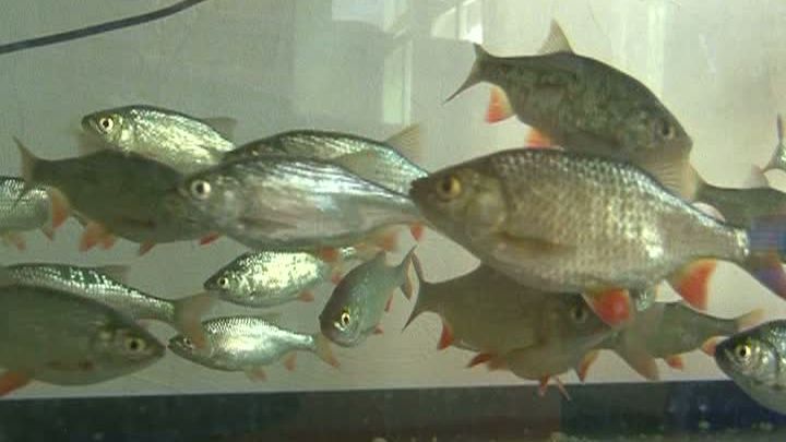 Două specii de peşti din România UNICE în lume, salvate de la DISPARIŢIE de un prinţ arab