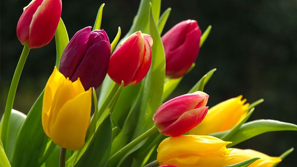 Ce FLORI se dăruiesc de 8 Martie. Buchetul pe care NU trebuie să-l oferi niciodată