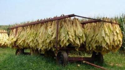 O descoperire incredibilă legată de TUTUN i-a uimit pe cercetători: "Există o anumită ironie"