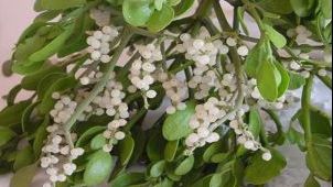 Remedii naturiste cu vasc! Nu o sa crezi de ce probleme de sanatate te scapa