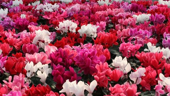 5 flori pe care NU ai vrea să le primeşti! Sigur nu ştiai că asta simbolizează  