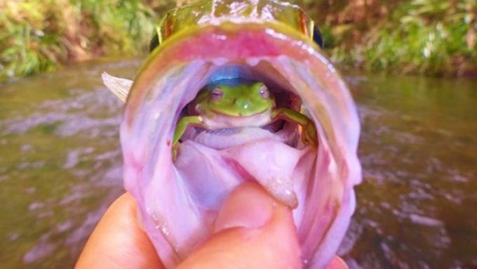 Ce a găsit un pescar într-un peşte: "Am fost şocat când am descoperit asta"
