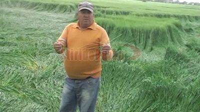 FENOMEN SF în lanurile de orz din judeţul Buzău. Nimeni nu poate explica CERCURILE MISTERIOASE 