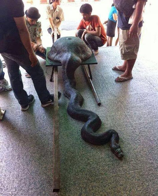 Imaginea care a îngrozit internetul. Ce a înghiţit?