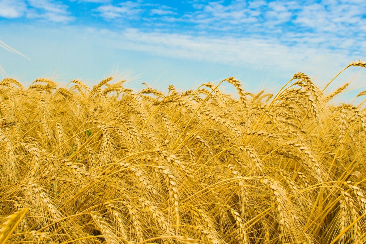 Cioloş: Europa de Est valorifică doar o treime din potenţialul agricol