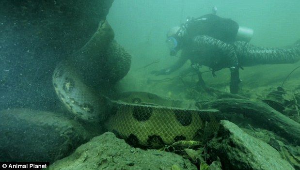 Au găsit un om cu oasele zdrobite. În apele Amazonului au identificat ucigaşul: un monstru uriaş